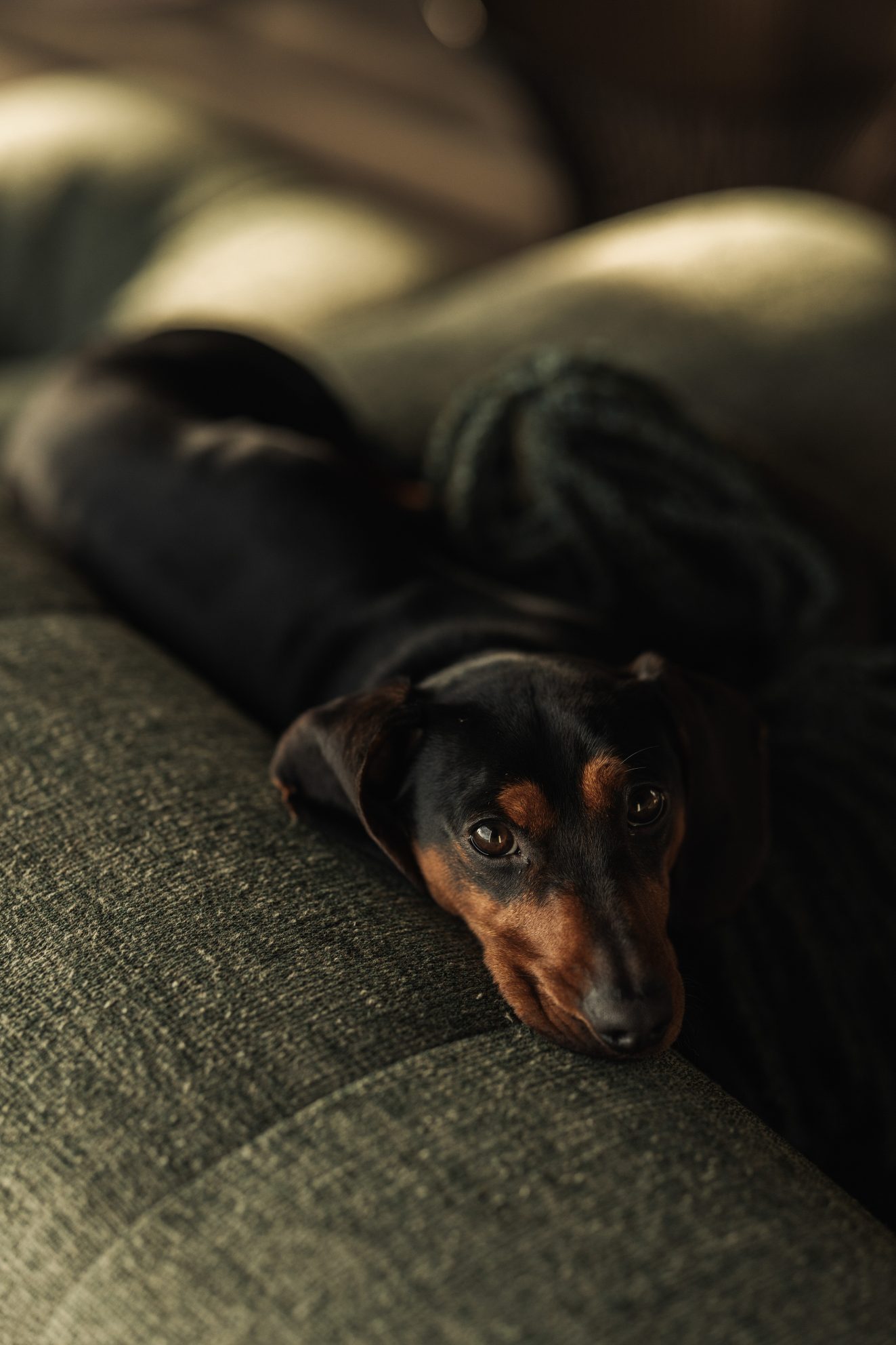 Teckel die languit ligt op een donkergroene sofa