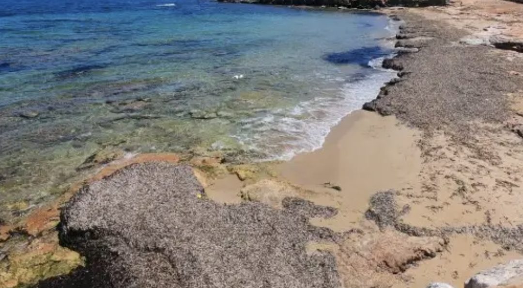 Carmona lamenta que no se actúe adecuadamente en la gestión de las alertas por contaminación de aguas en las playas