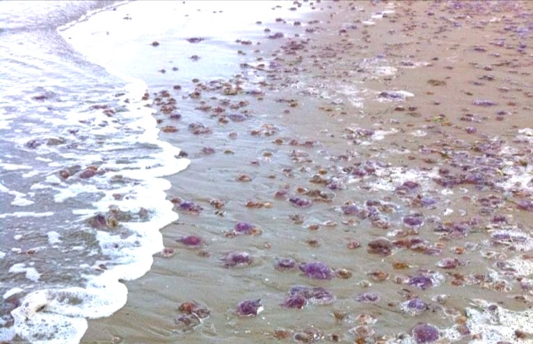 Varamiento de medusas en Torrevieja