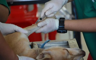 La concejalía de protección animal ampliará el contrato de prestación de servicios veterinarios para el albergue municipal