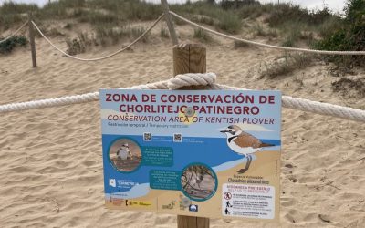 Nuevo balizado para proteger la nidificación del chorlitejo patinegro en la playa de La Mata, instalado por la Concejalía de Medio Ambiente.