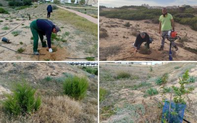 Avances en la restauración del Paraje Natural Municipal Molino del Agua de Torrevieja.