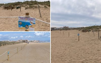 Arranca Campaña de Protección del Chorlitejo Patinegro en Playa La Mata