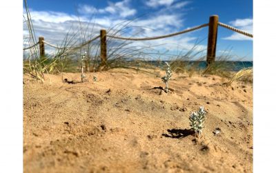 Preservando el Medio Ambiente costero: recuperación de dunas en Torrevieja