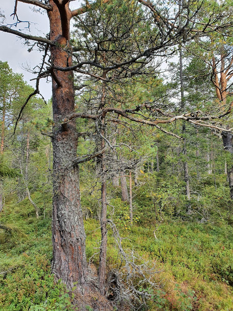 Toillåtkjærring - Side 2 av 8 - Med kreativt mot igjennom ...