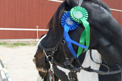 Maverick efter dressyrtävling