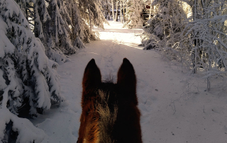 Lucia på Tolboda