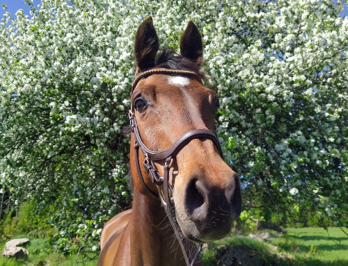 GLAD SOMMAR ÖNSKAR VI PÅ TOLBODA