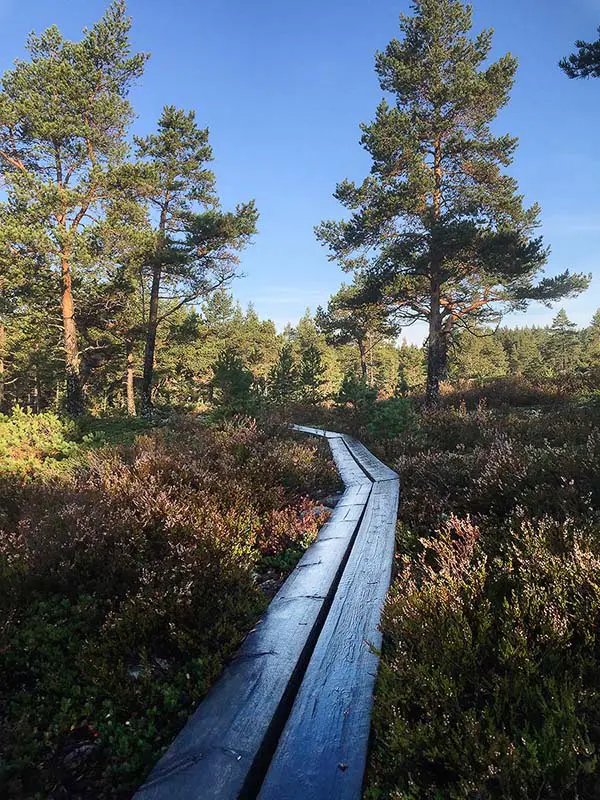 Vandra i Höga Kusten, här Norrfällsvikens naturreservat Högakustenleden
