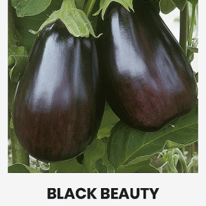 Fröpåse aubergine