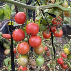 Honingtomaten röd körsbärstomat