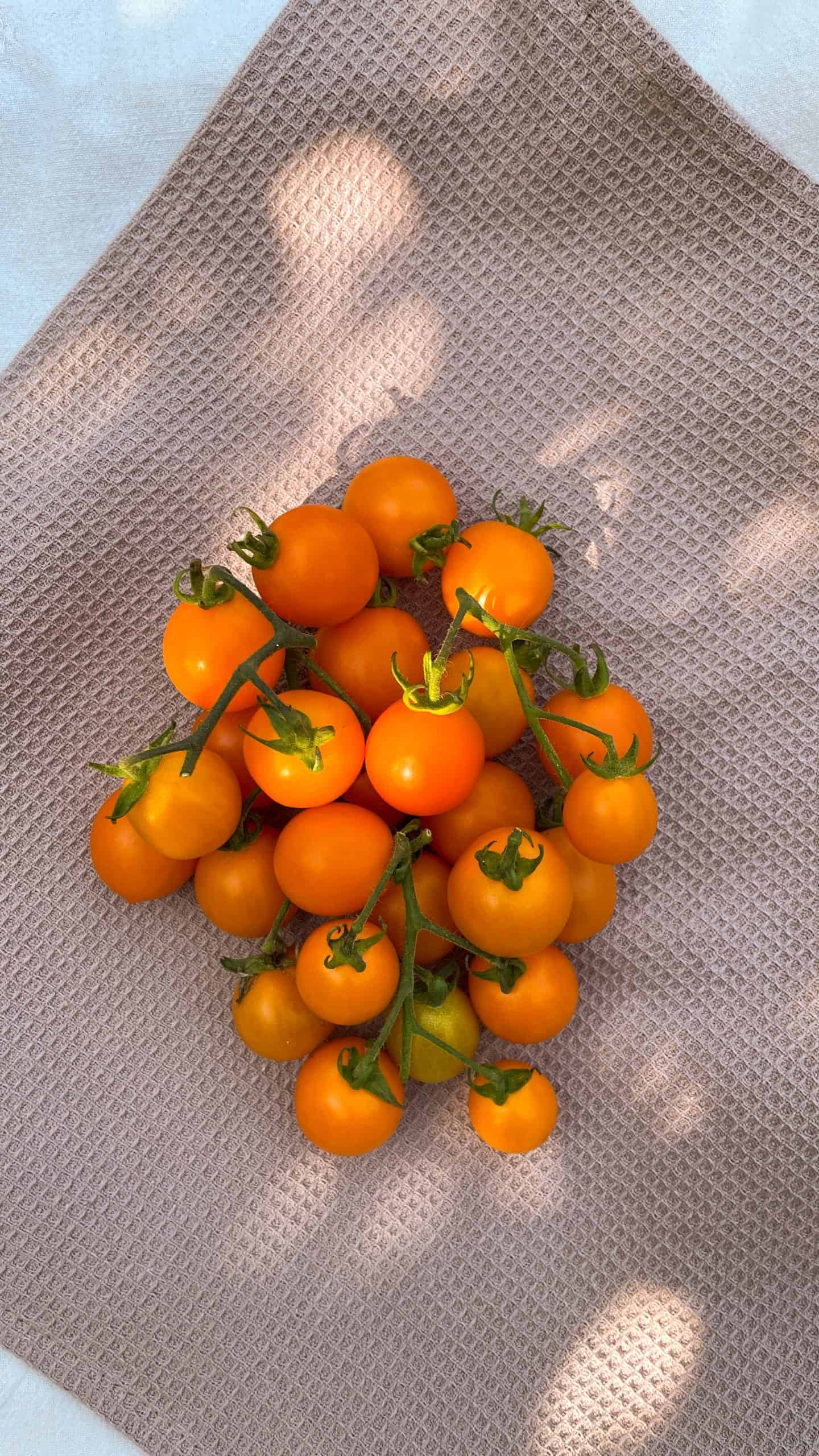 Orangea körsbärstomater