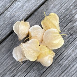 Physalis ananas (eget odlat)