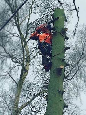 Tree Felling & Removal