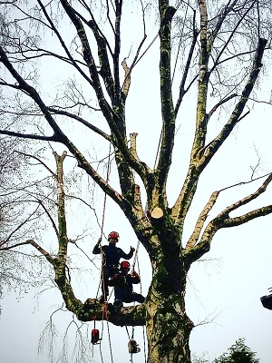 Tree Pruning