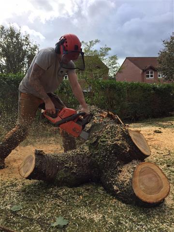 Our Gallery – Tom Cleary Tree Care