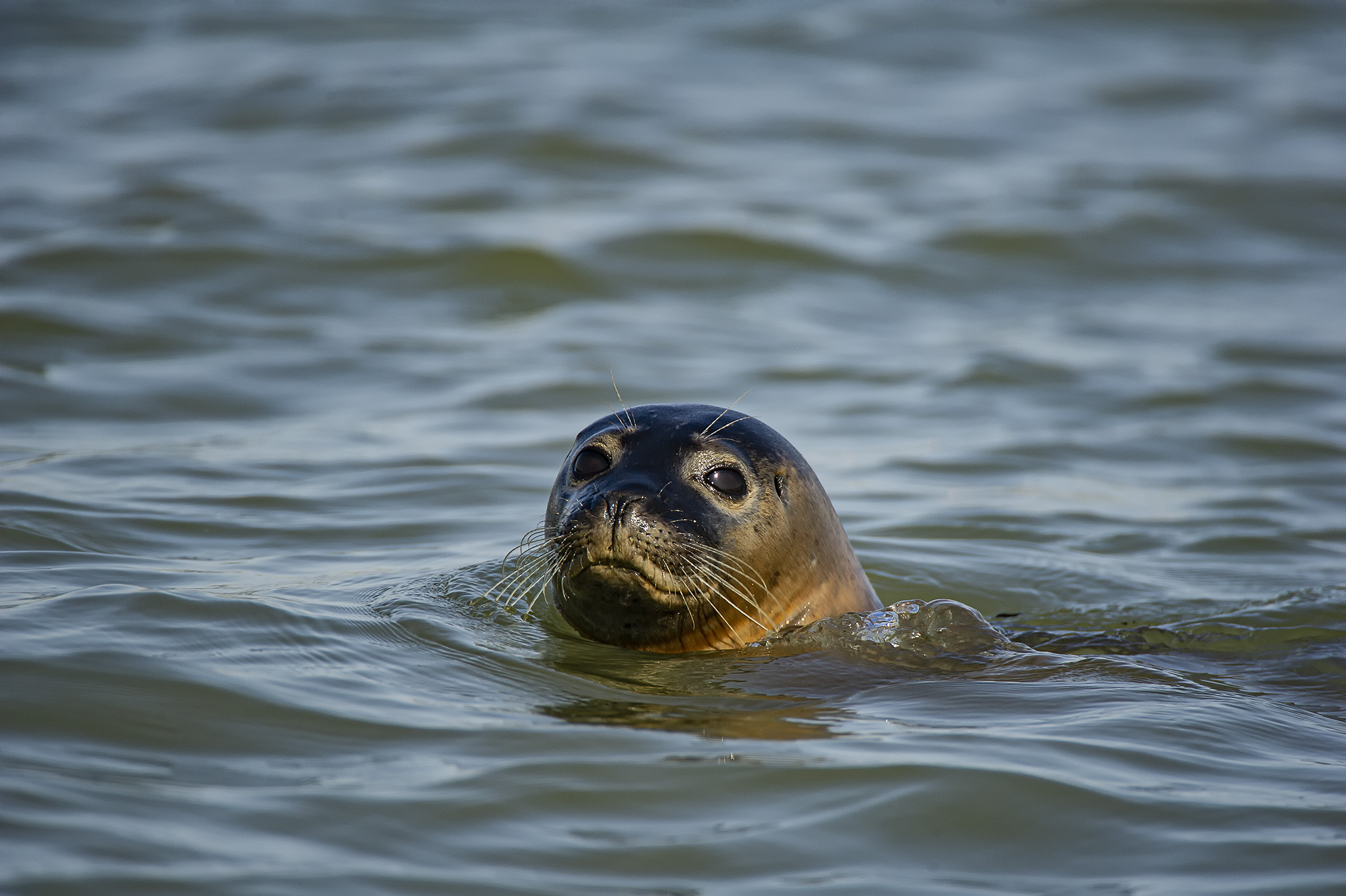 seal