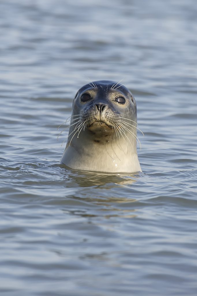 seal