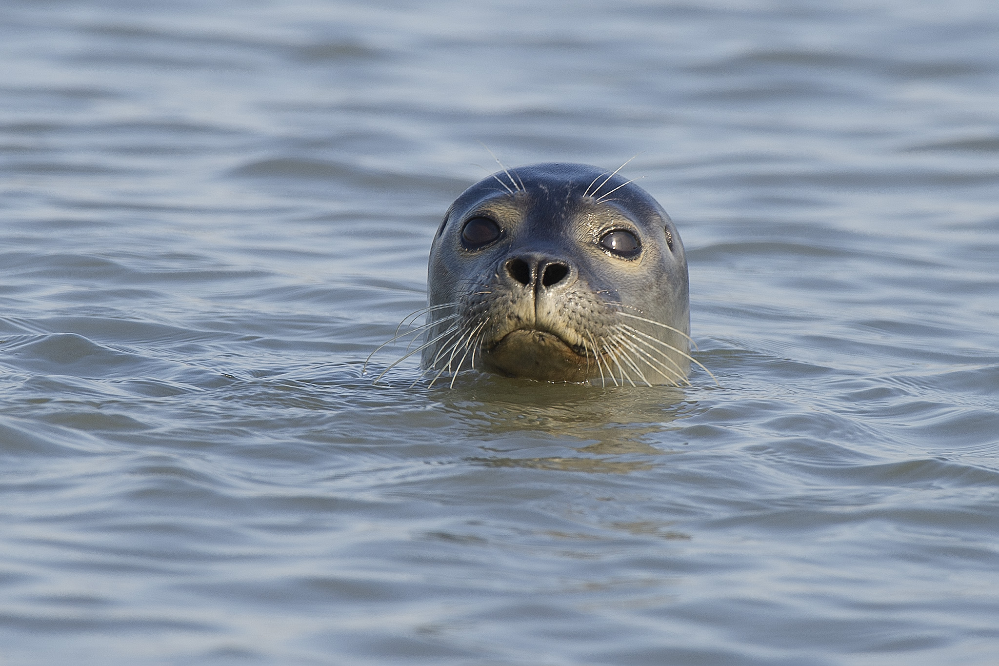 seal