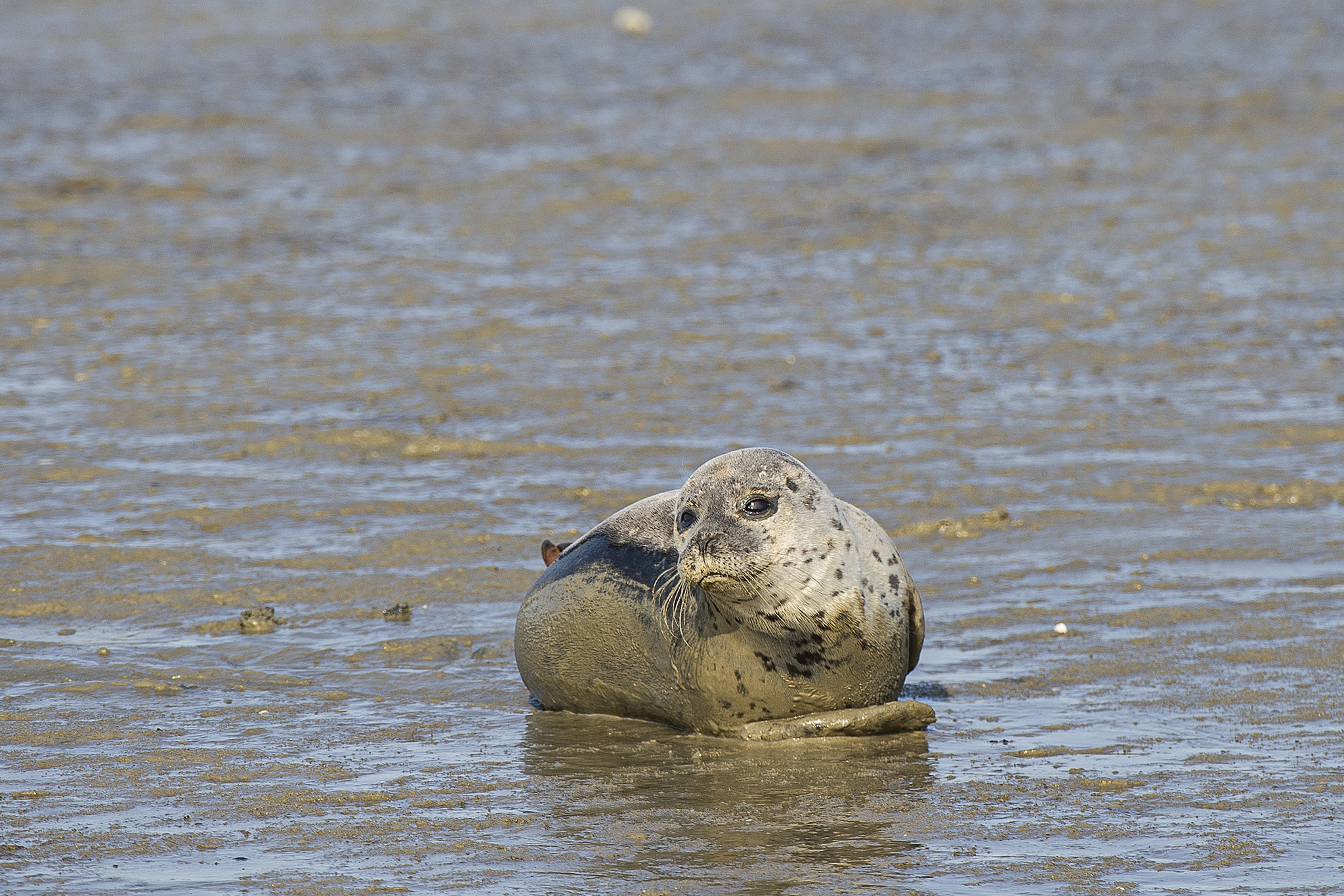 seal