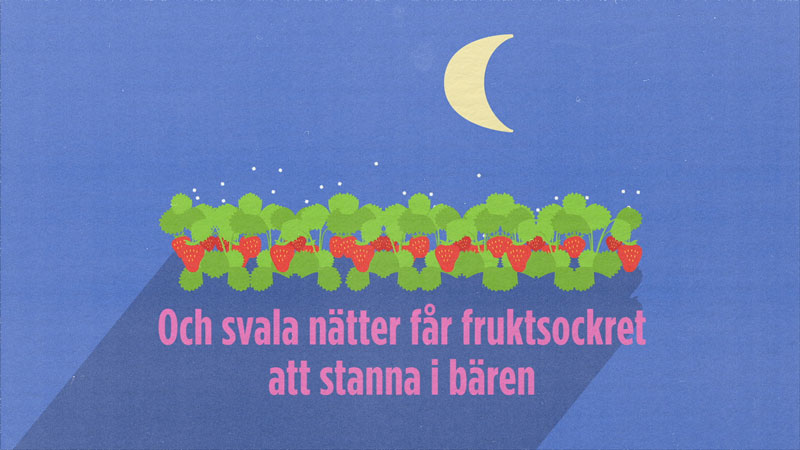 LRF Strawberries Animation Informationsgrafik Produktionsbolag Stockholm