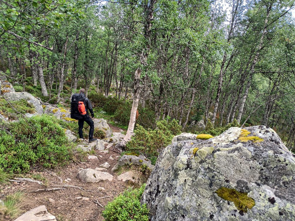 lövskog vid Sylen