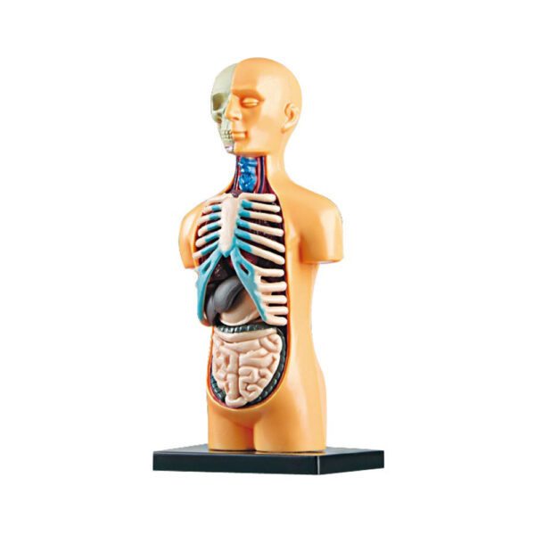 Human Body Model Organ and Bones Learning Tool Kit_0