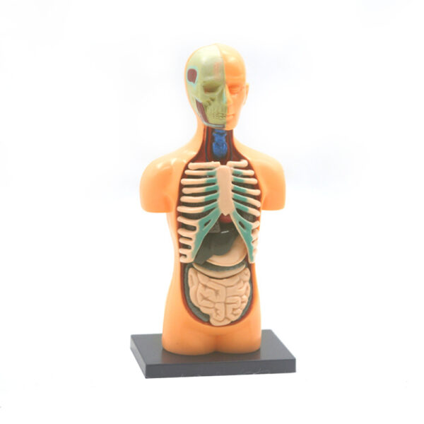 Human Body Model Organ and Bones Learning Tool Kit_1