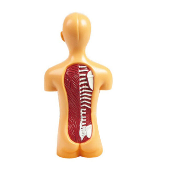 Human Body Model Organ and Bones Learning Tool Kit_2