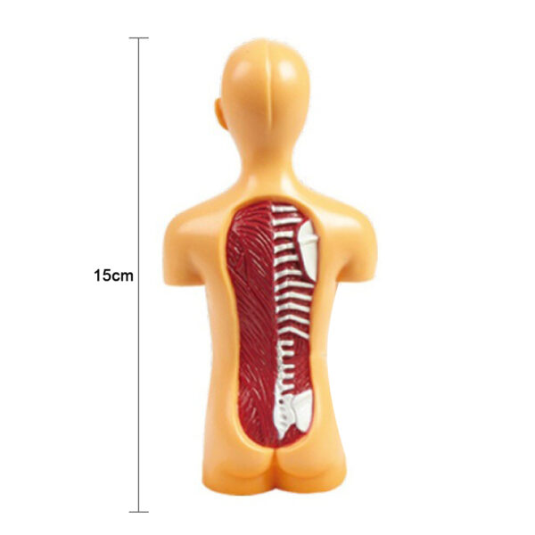 Human Body Model Organ and Bones Learning Tool Kit_3