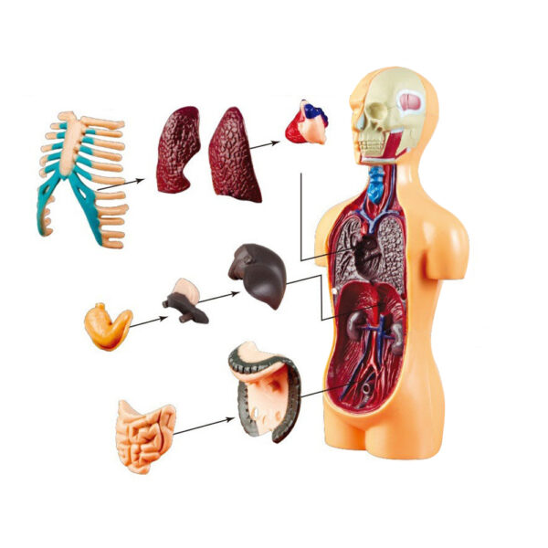 Human Body Model Organ and Bones Learning Tool Kit_4