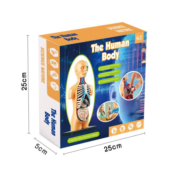 Human Body Model Organ and Bones Learning Tool Kit_5