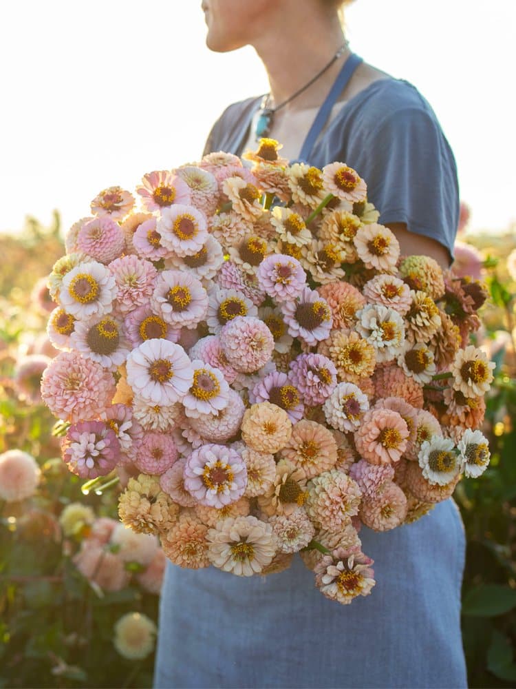 Floret-originals-zinnia-little-flower-girl_1