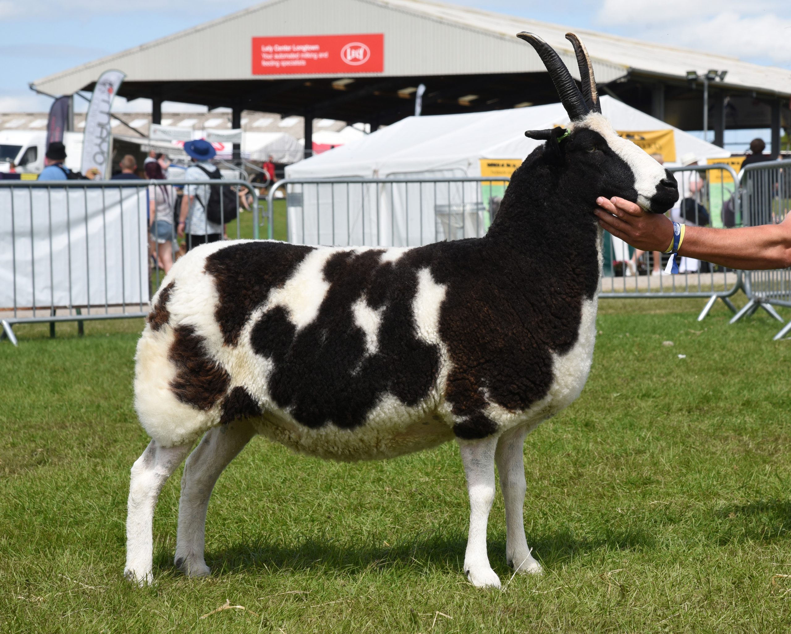 Blackbrook Sharon – Great Yorkshire Show Champion 2021, Multi breed champion