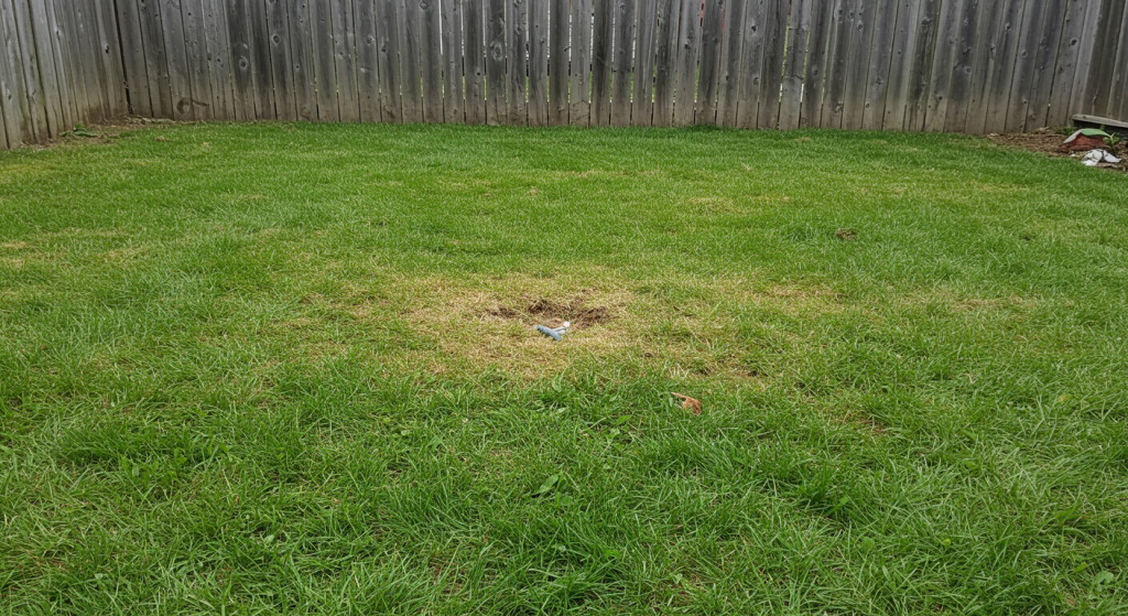 Raised and discolored area in the lawn indicating possible septic tank lid location.