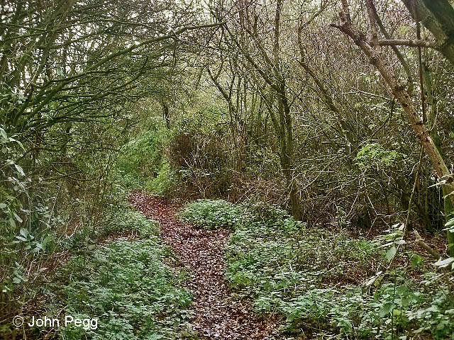 This section of the old branch line is quite overgrown...