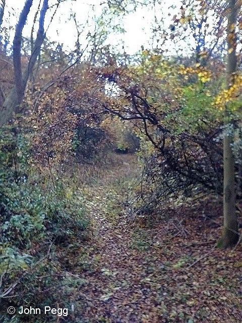 The track bed south of bridge No. 1. This section is not used much for walking.