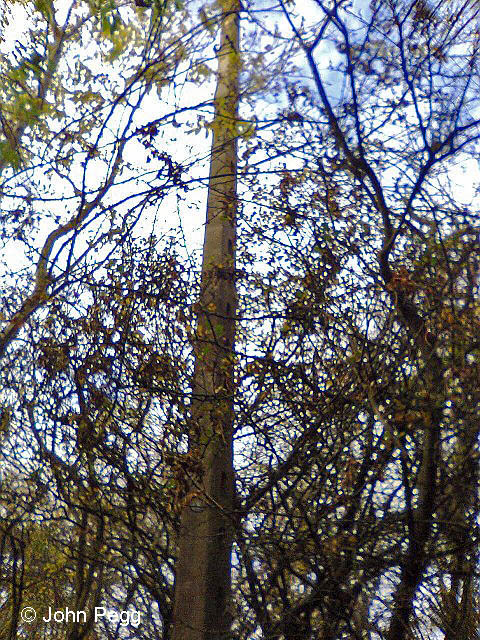 This concrete signal post survives from the railway. The signal would have been a stop signal controlling trains on the branch as they approached Belvoir Junction and the Grantham to Nottingham line.