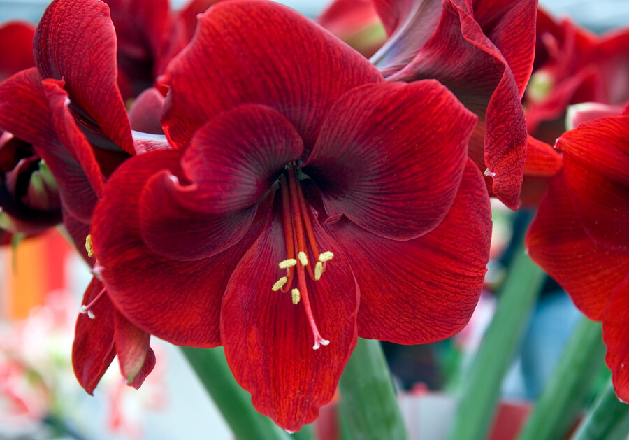 Amaryllis 'Andes Sunset'