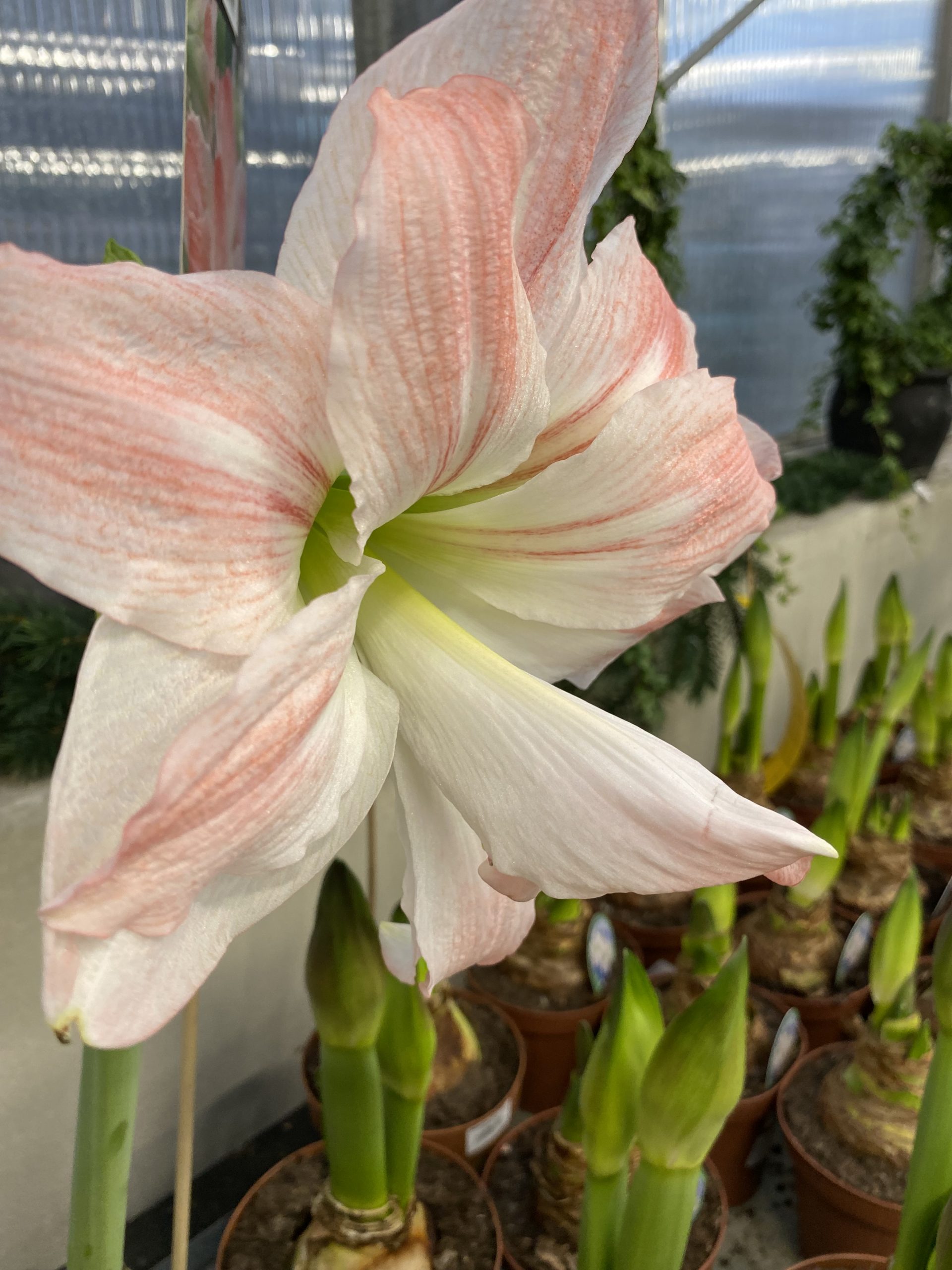 Amaryllis