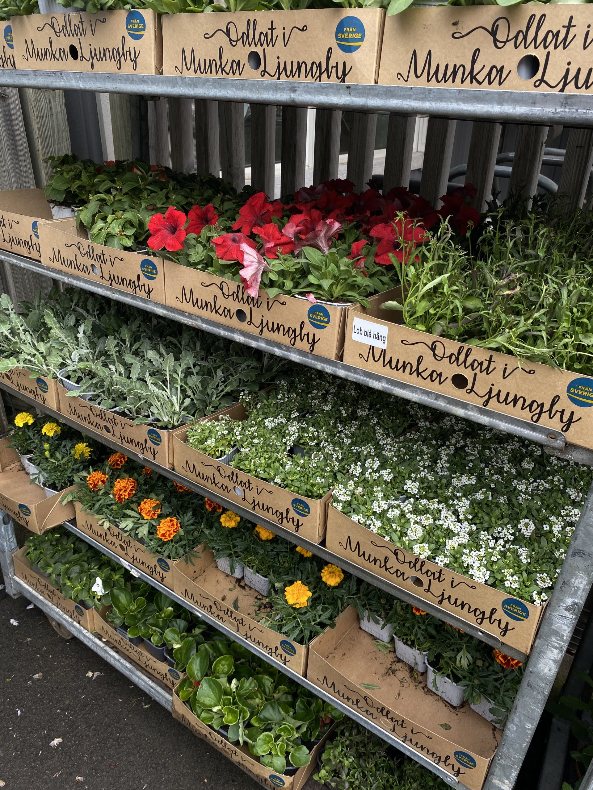 Sommarplantor Sommarplantor