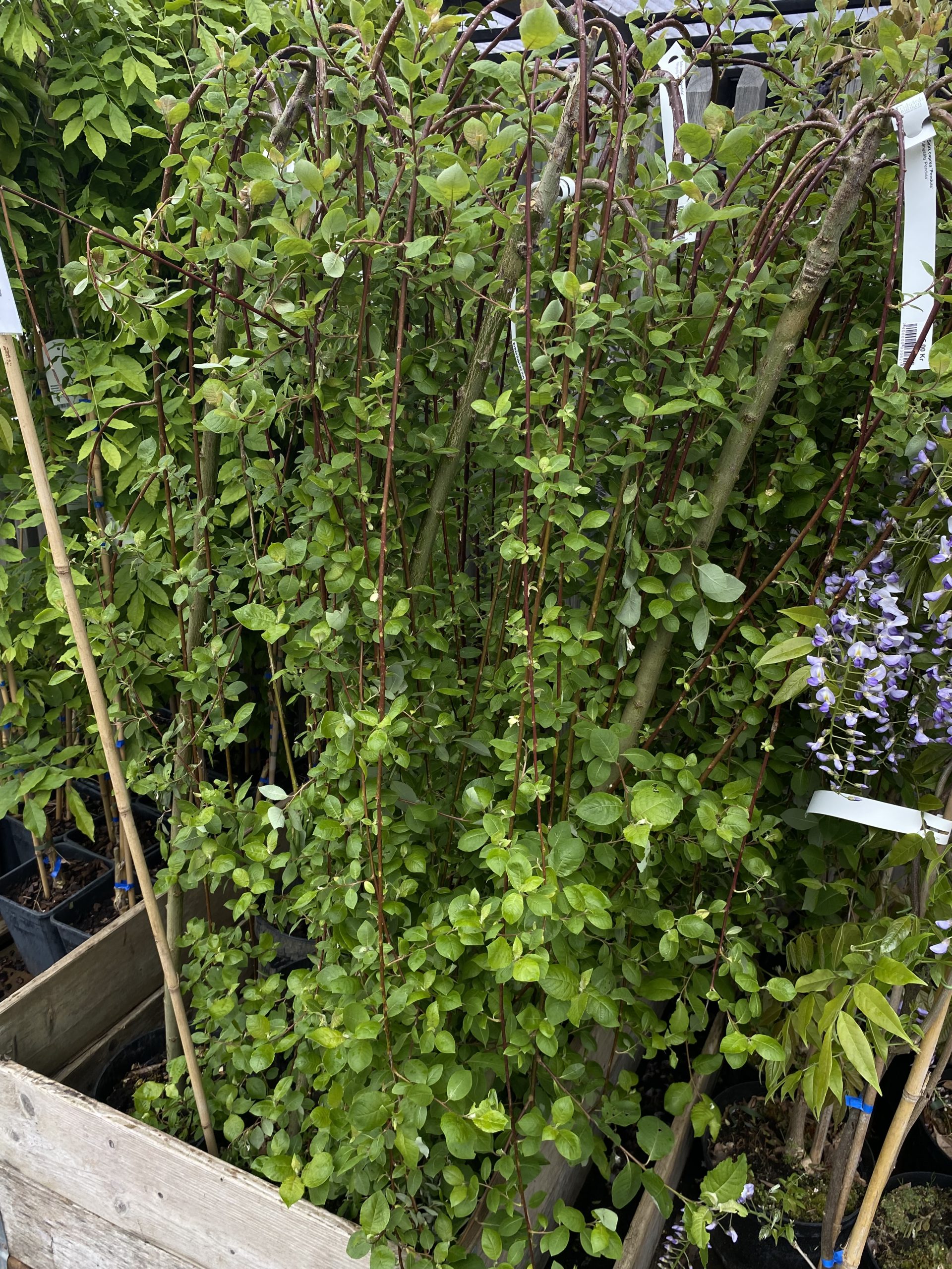 Hängsälg 'Pendula' Hängsälg 'Pendula'