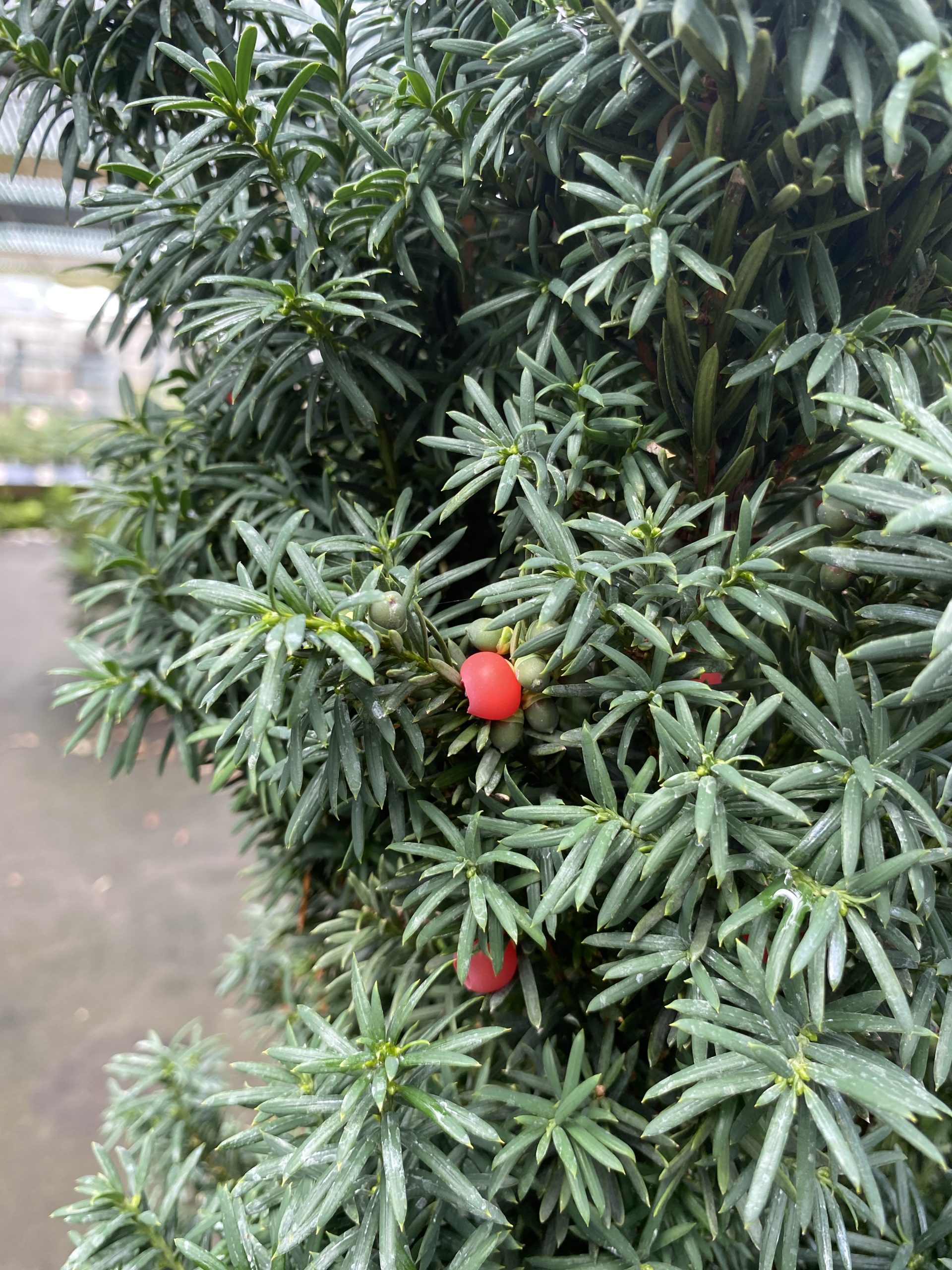 Hybrididegran 'Hicksii', taxus x media. Hybrididegran 'Hicksii', taxus x media.