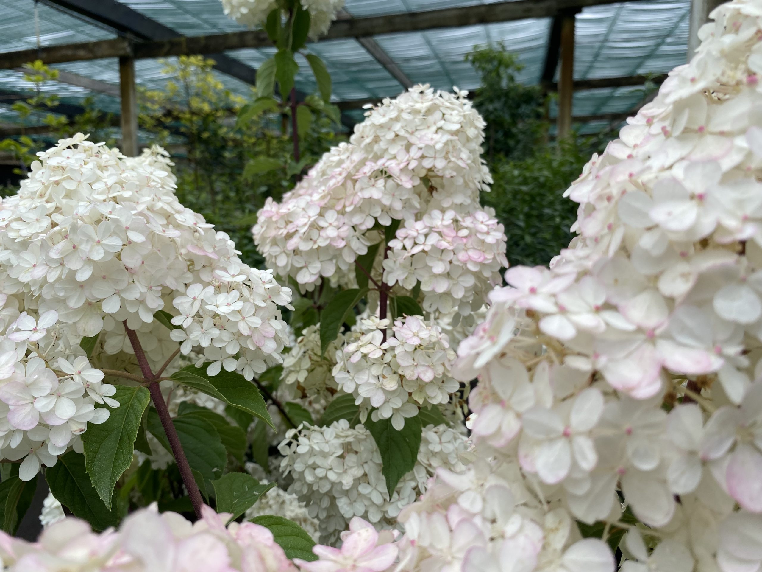 Hortensia