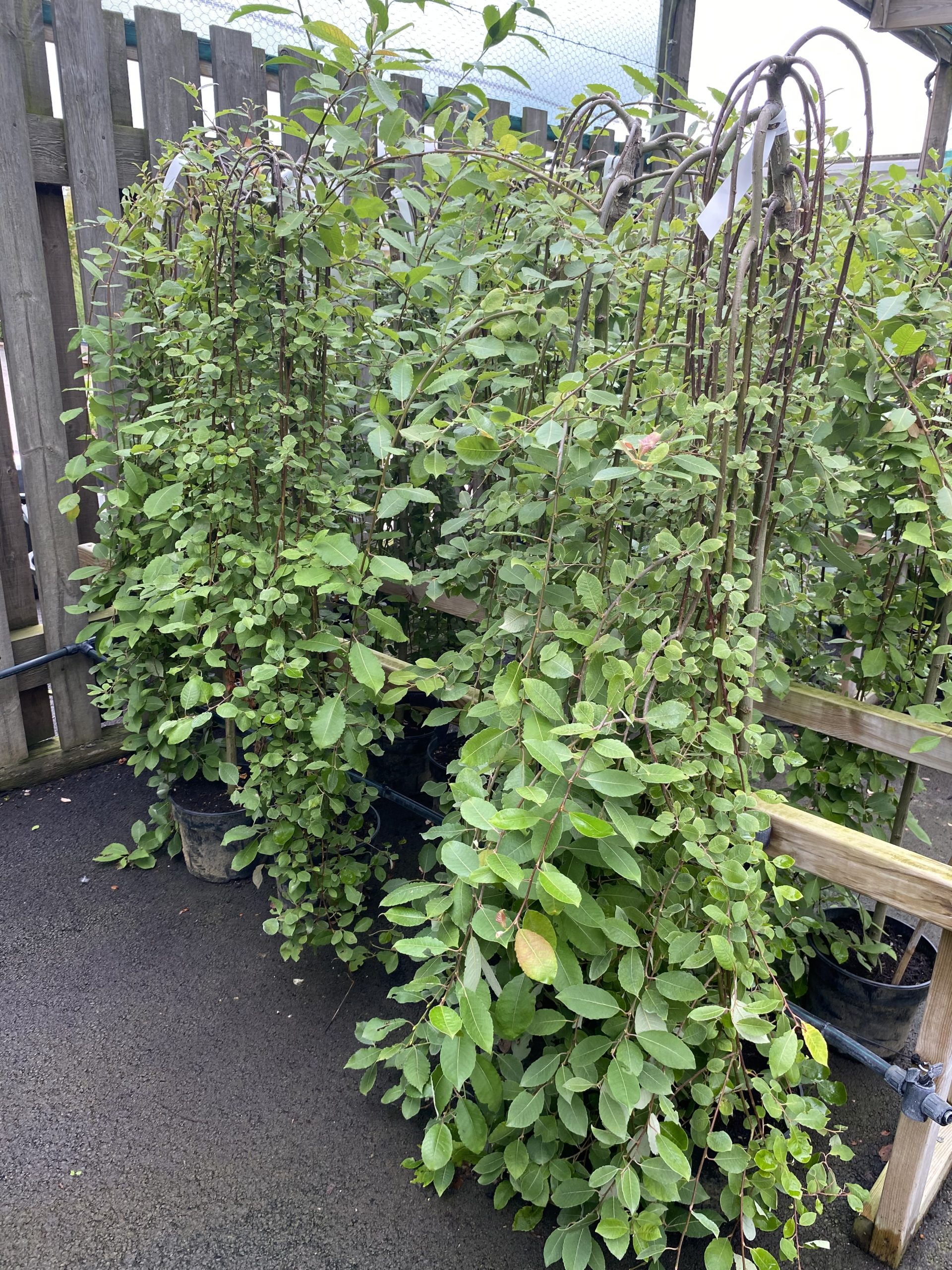 Hängsälg. Salix caprea 'Pendula' Hängsälg. Salix caprea 'Pendula'