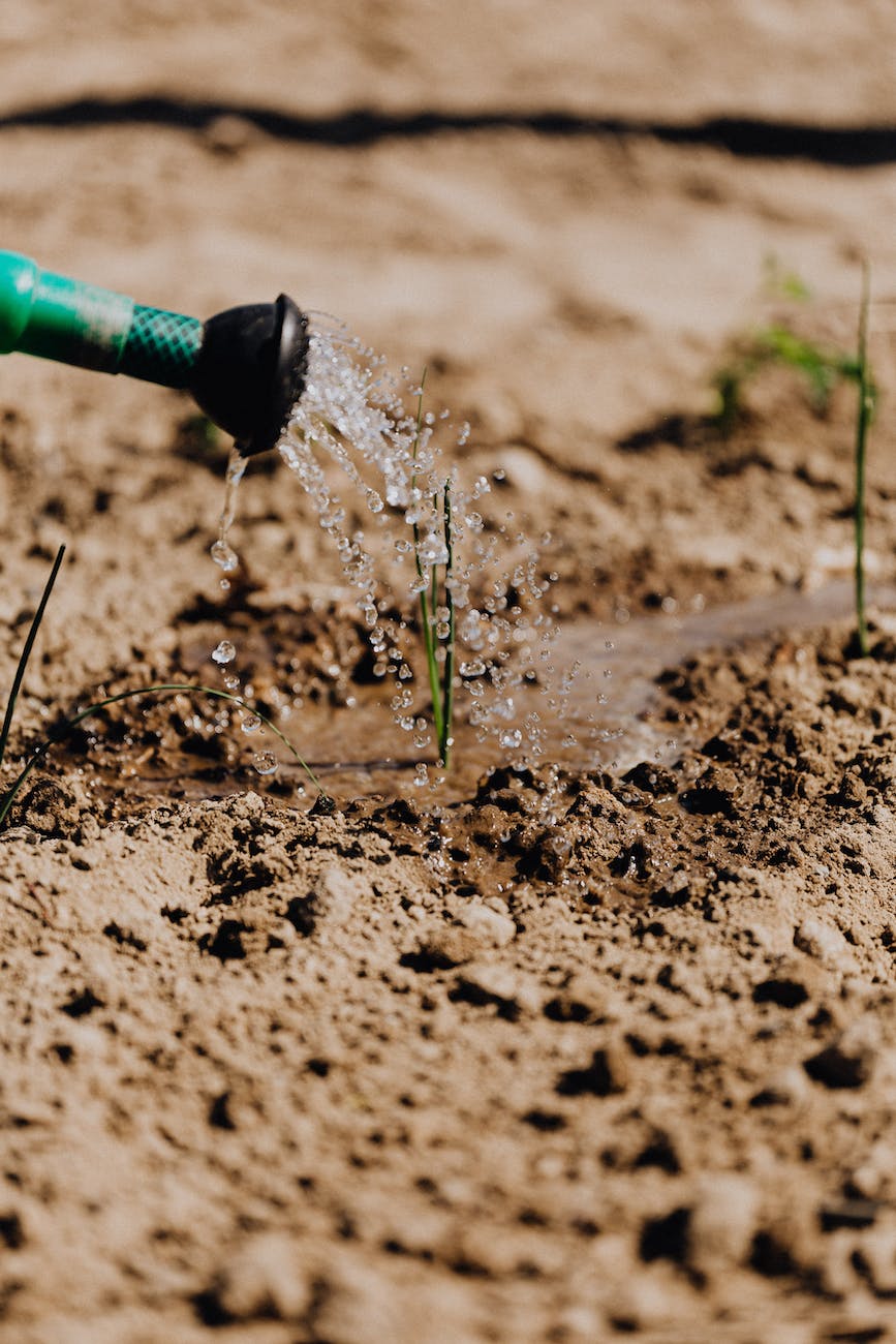 delicate growing plants being watered