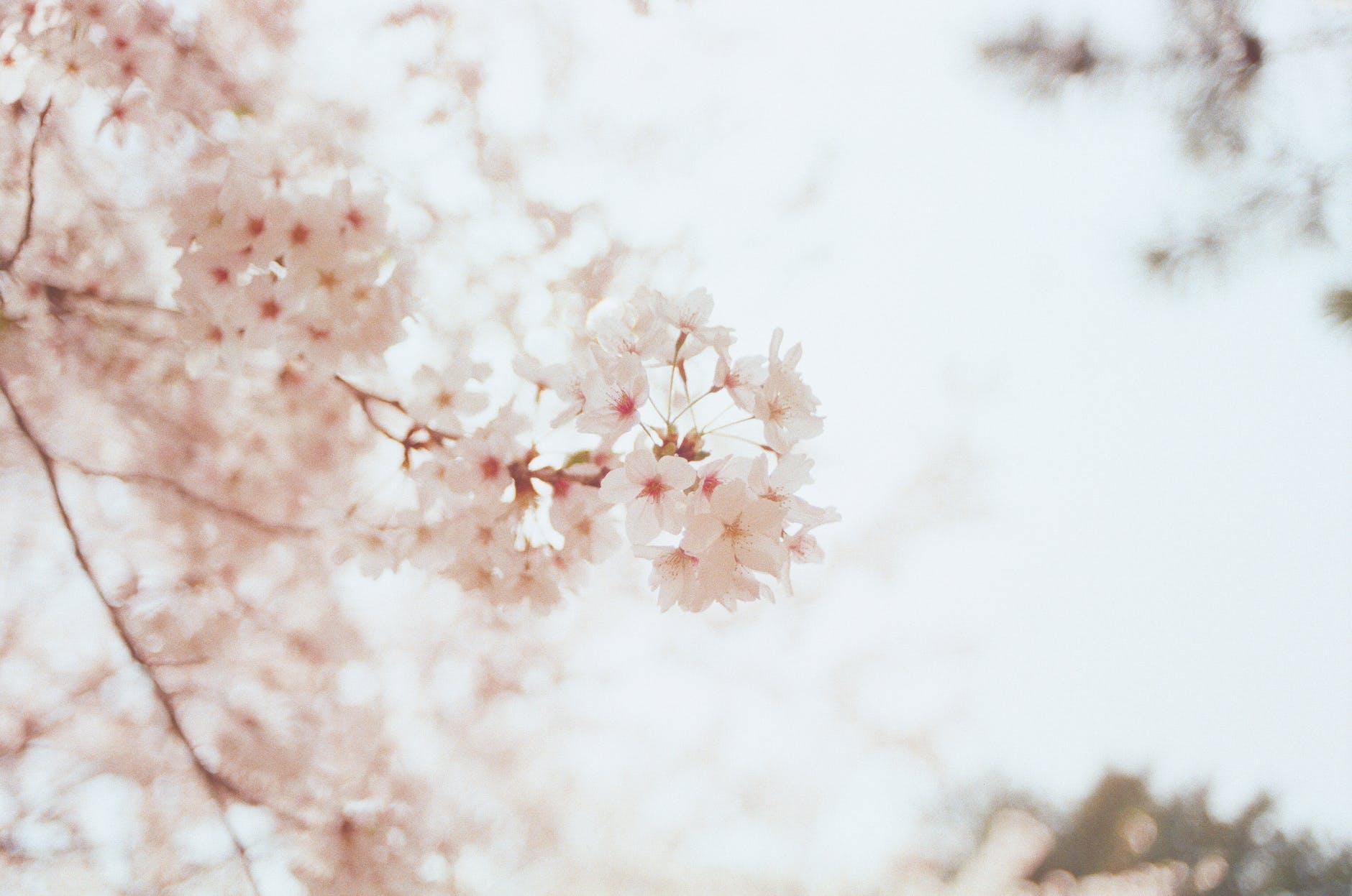 Körsbärsblommor