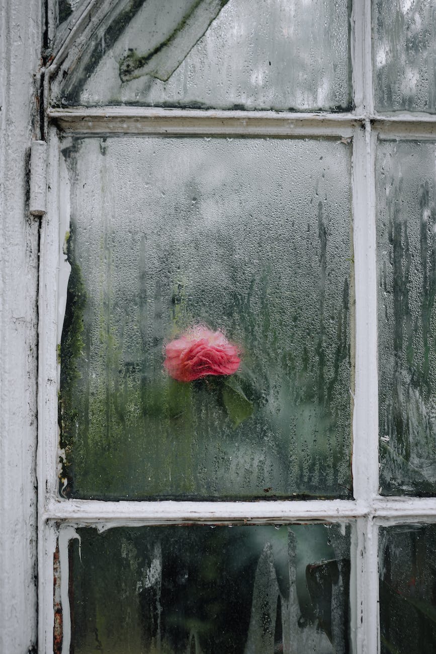 rose through window in greenhouse