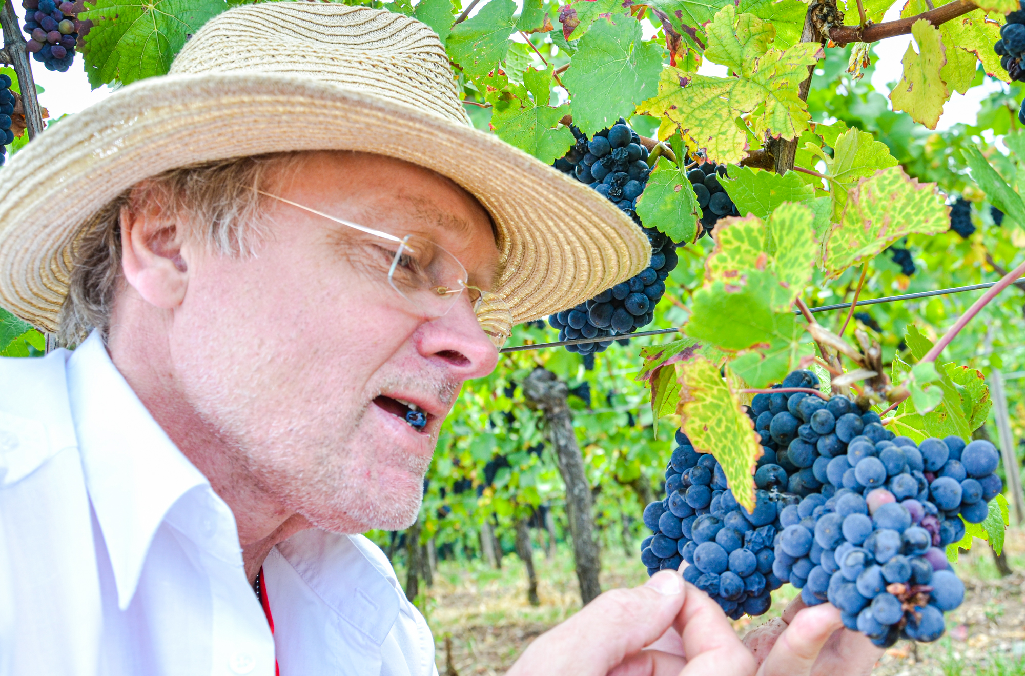 Druvsmakning för Trampa vin i Alsace av Rolf och Nina Fällström