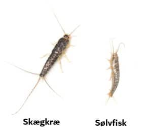 Skægkræ